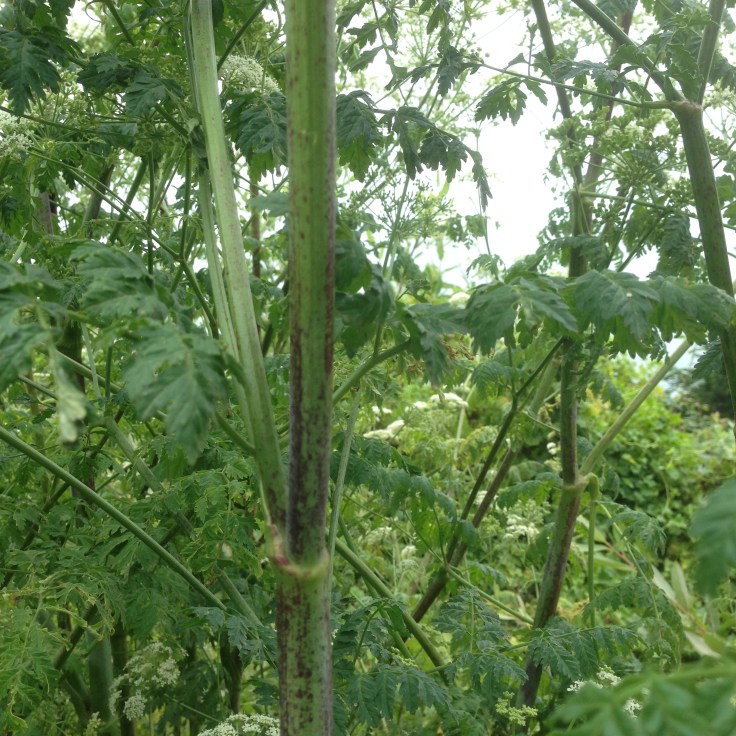 Poison Hemlock Stem