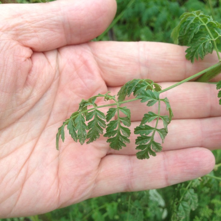 Poison Hemlock Leaf