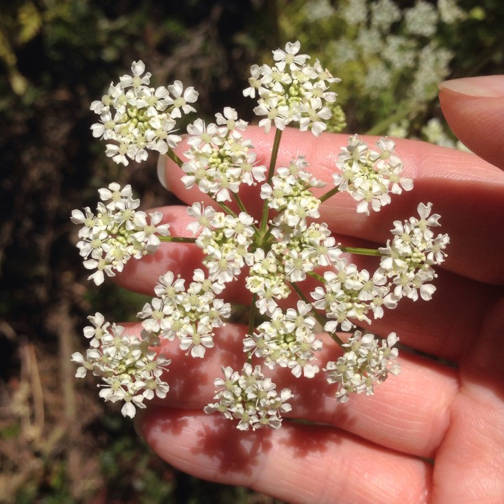 Poison Hemlock 1