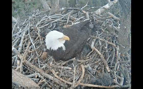 Screen Shot 2018-02-22 at 11.48.55 AM.png