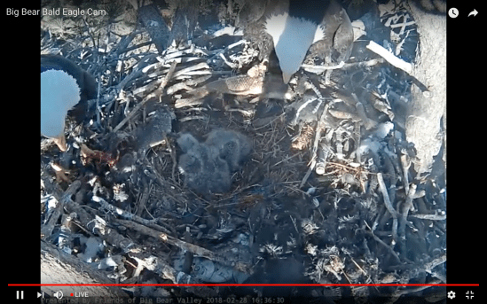 Screen Shot 2018-02-28 at 4.37.12 PM